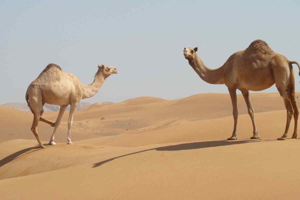 Які тварини живуть у пустелі Сахара
